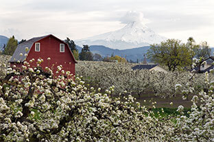 From the Orchard